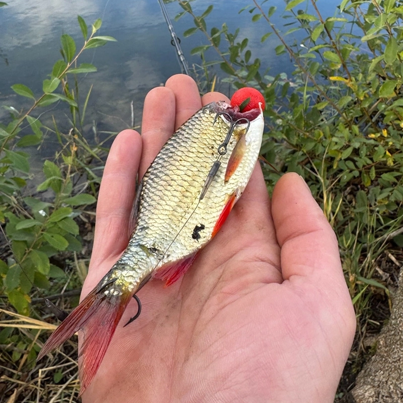 Westin Bait Poppers RnR